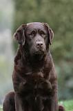 LABRADOR 896